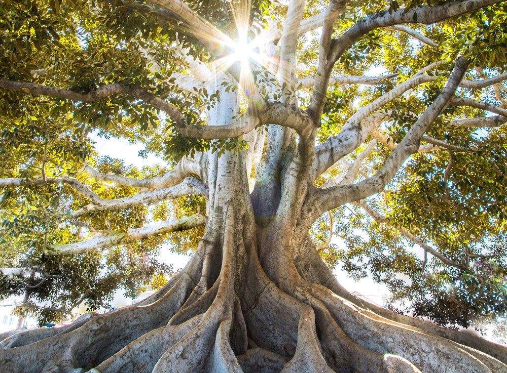 Image of a tree by Jeremy Bishop / Unsplash Image of a tree by Jeremy Bishop / Unsplash